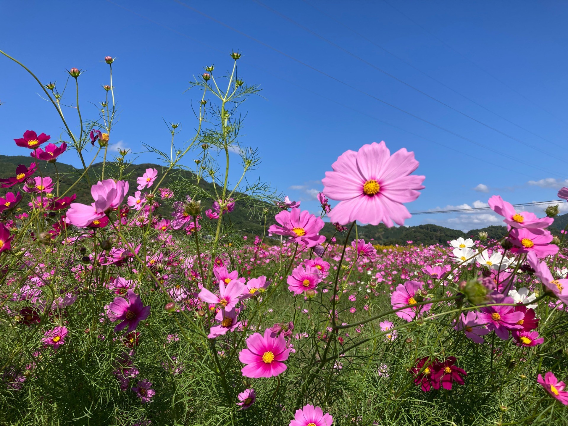 今日は50年