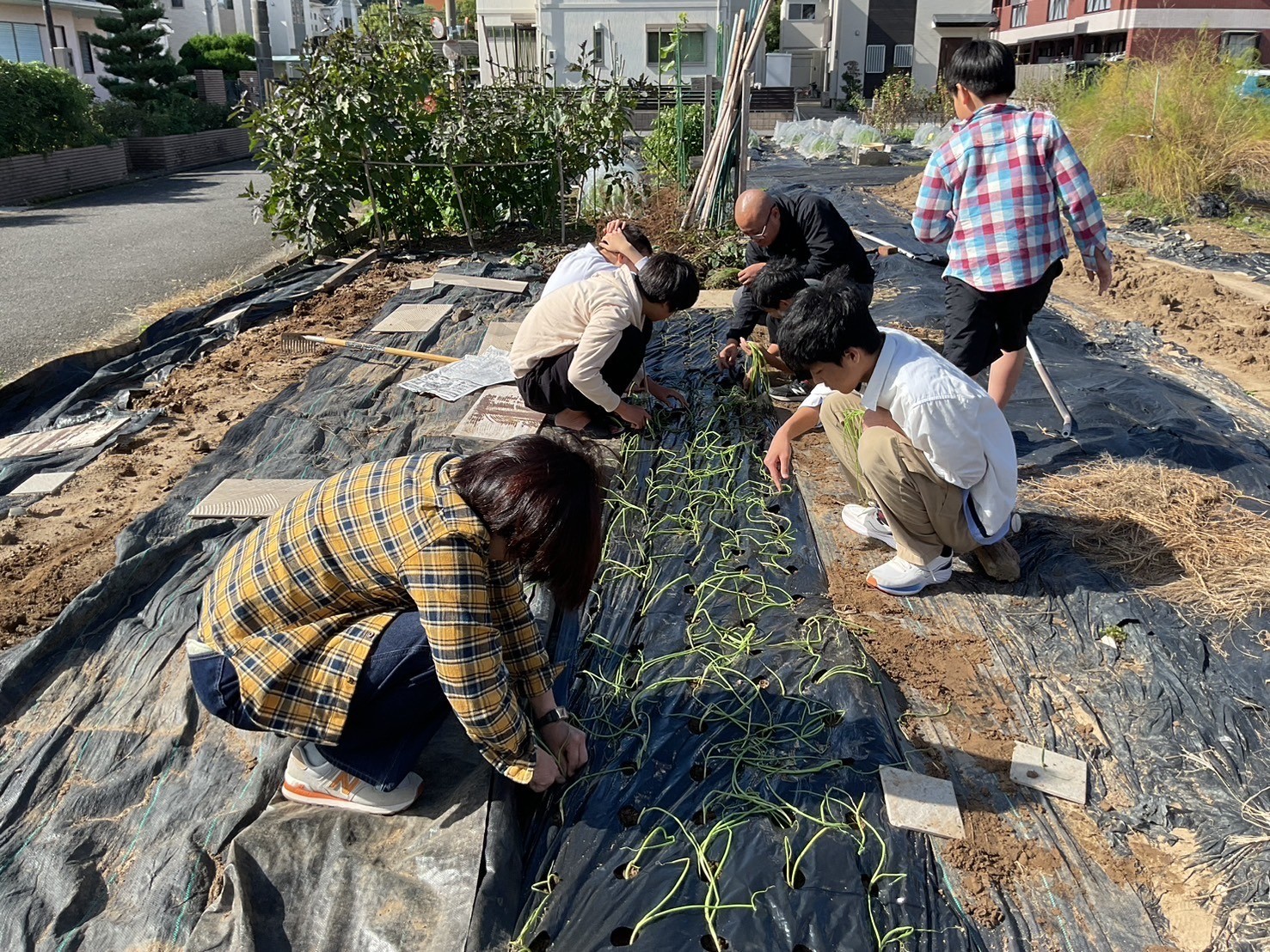 たまねぎを植えよう