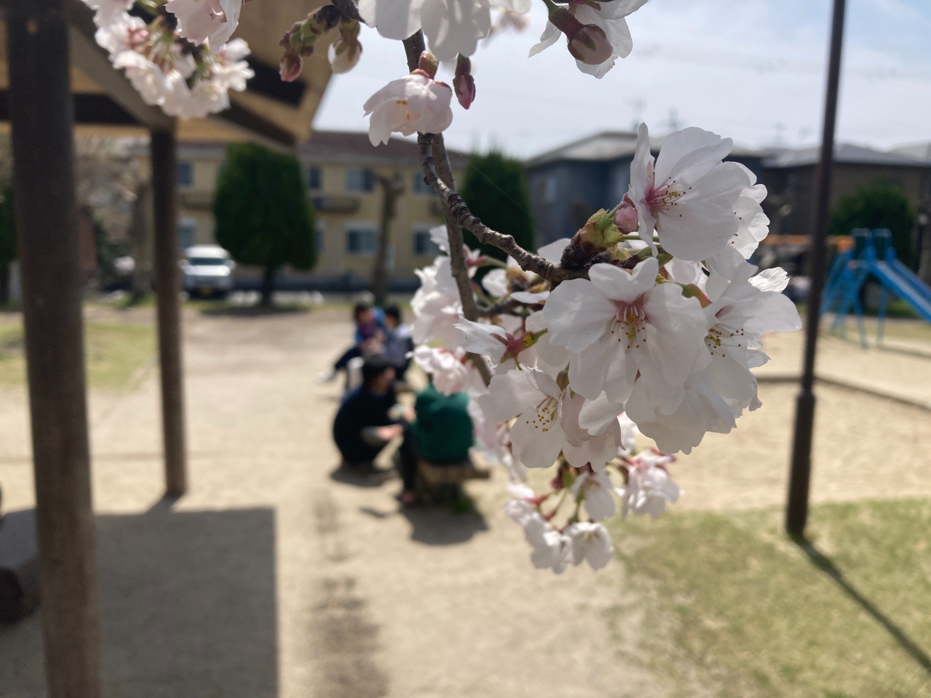充実の春とドブの春