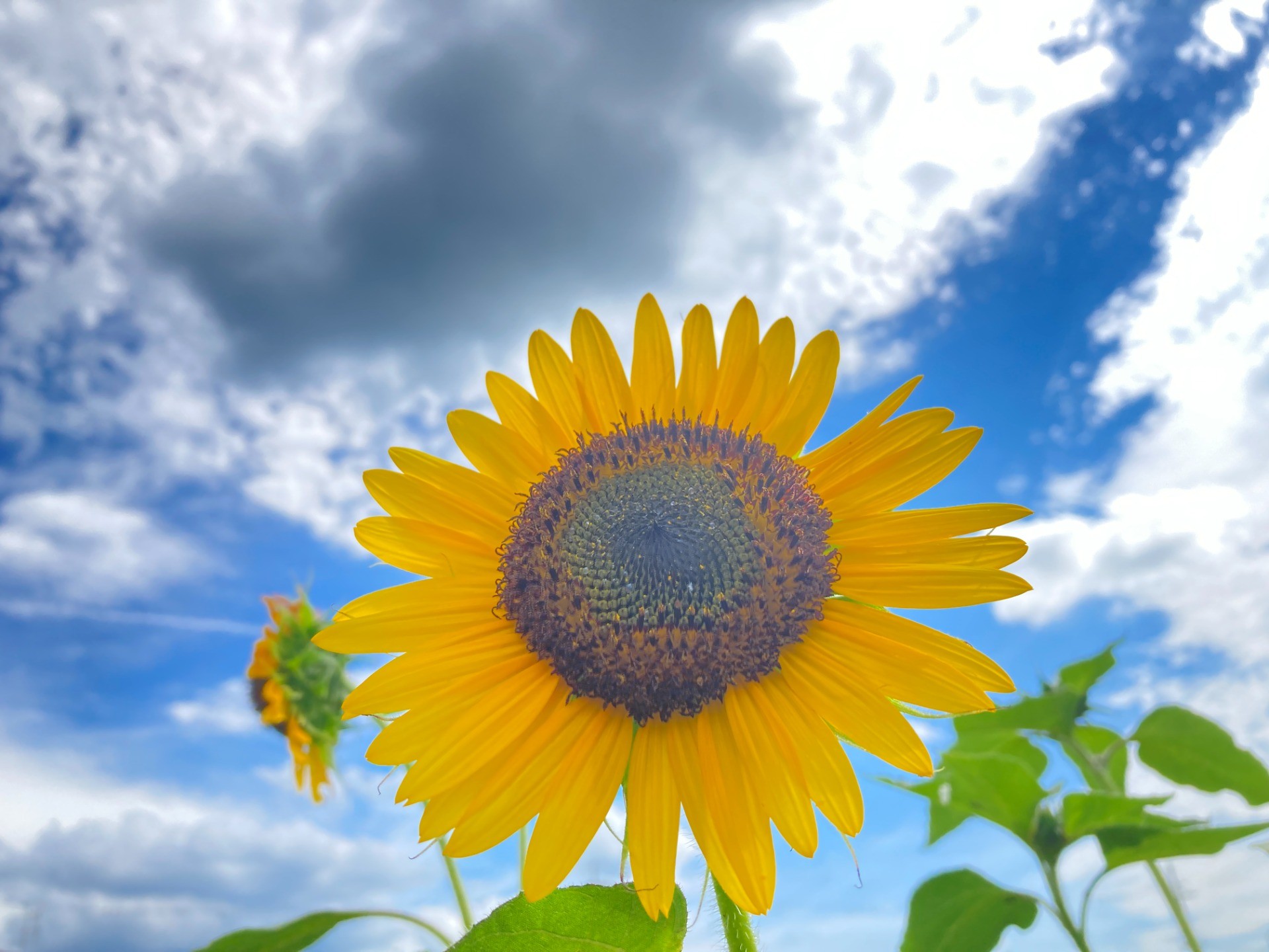 夏休みのお知らせ