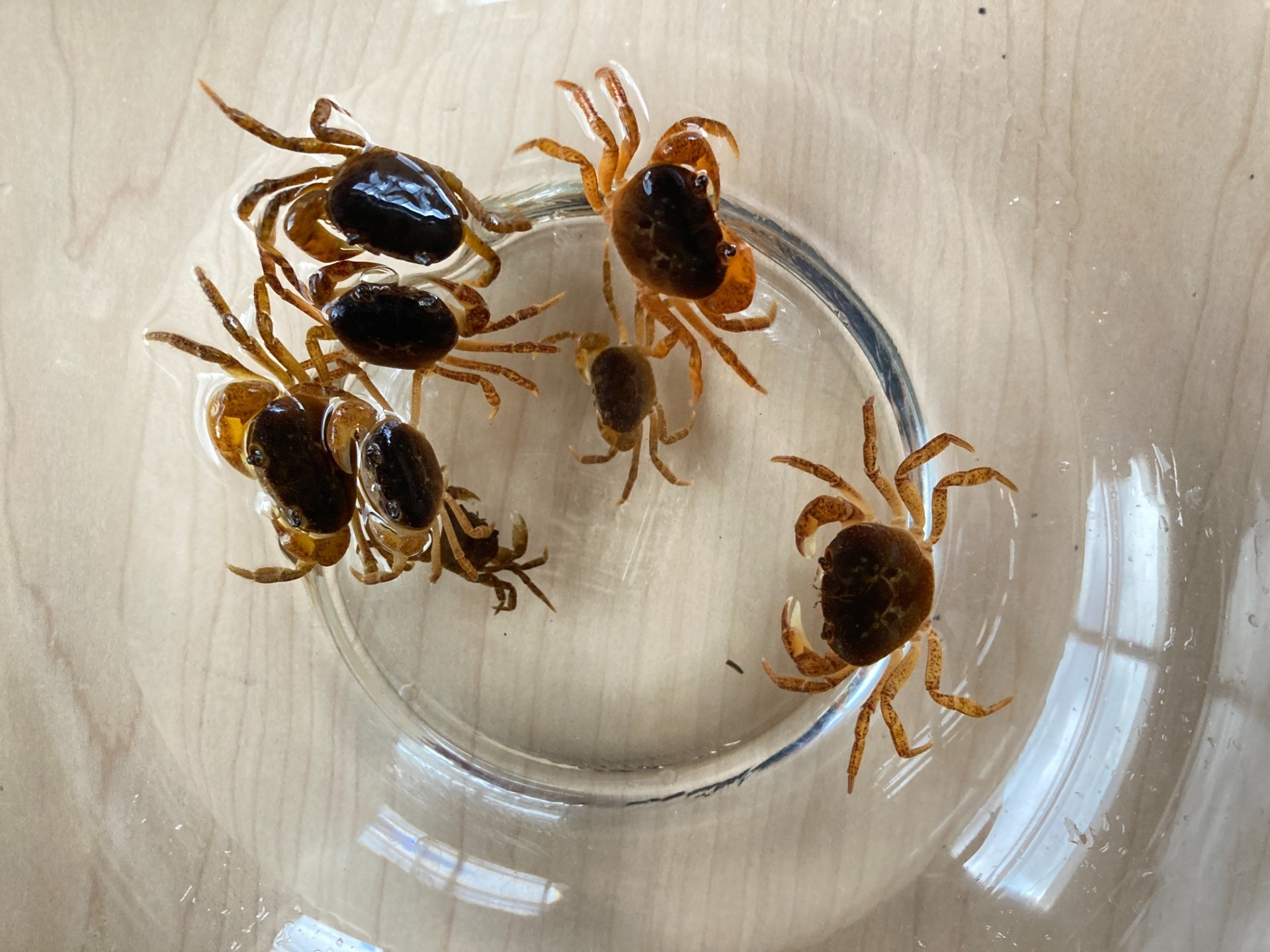 サワガニ食べようぜ