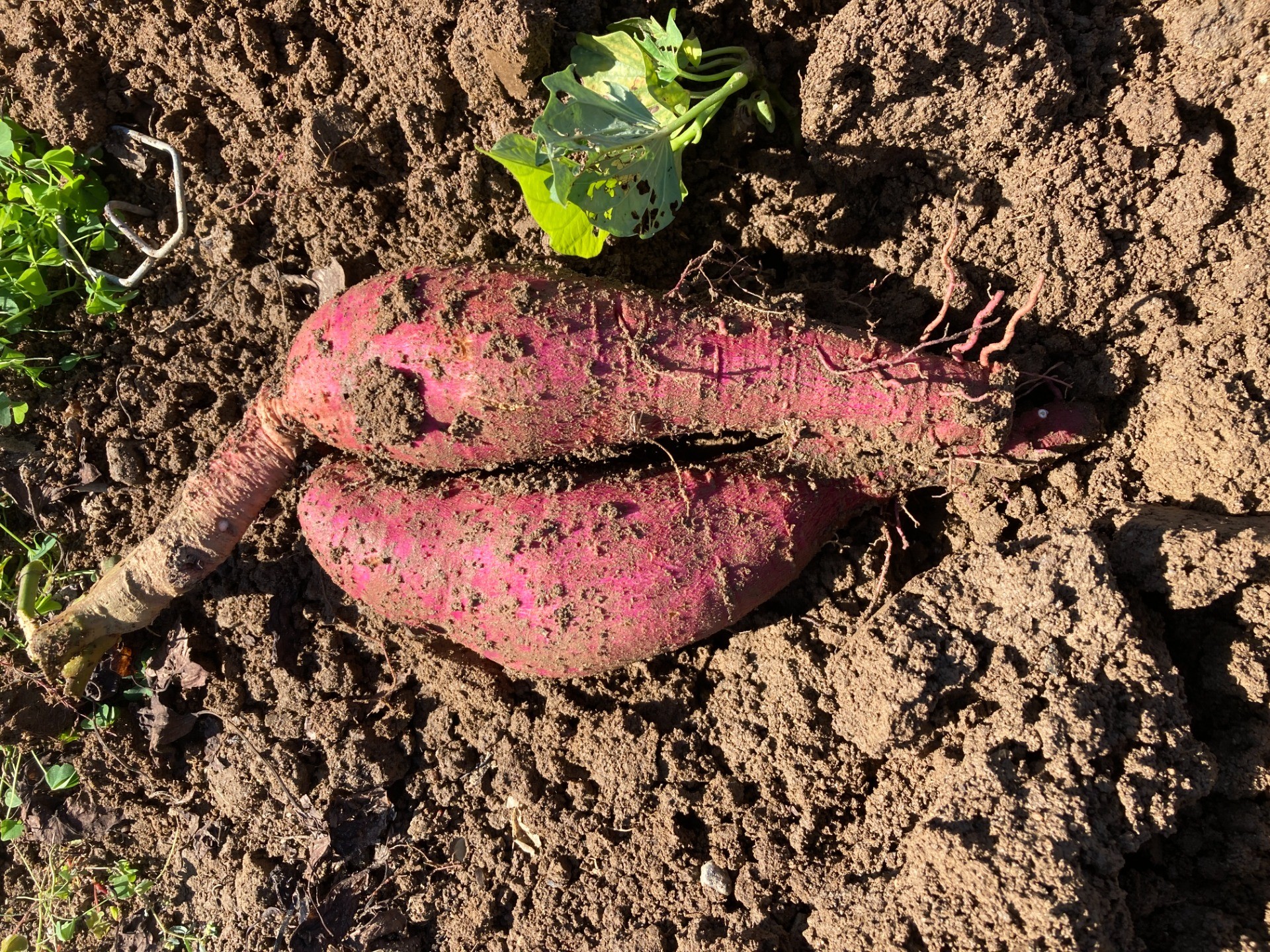 なるようになるさ。