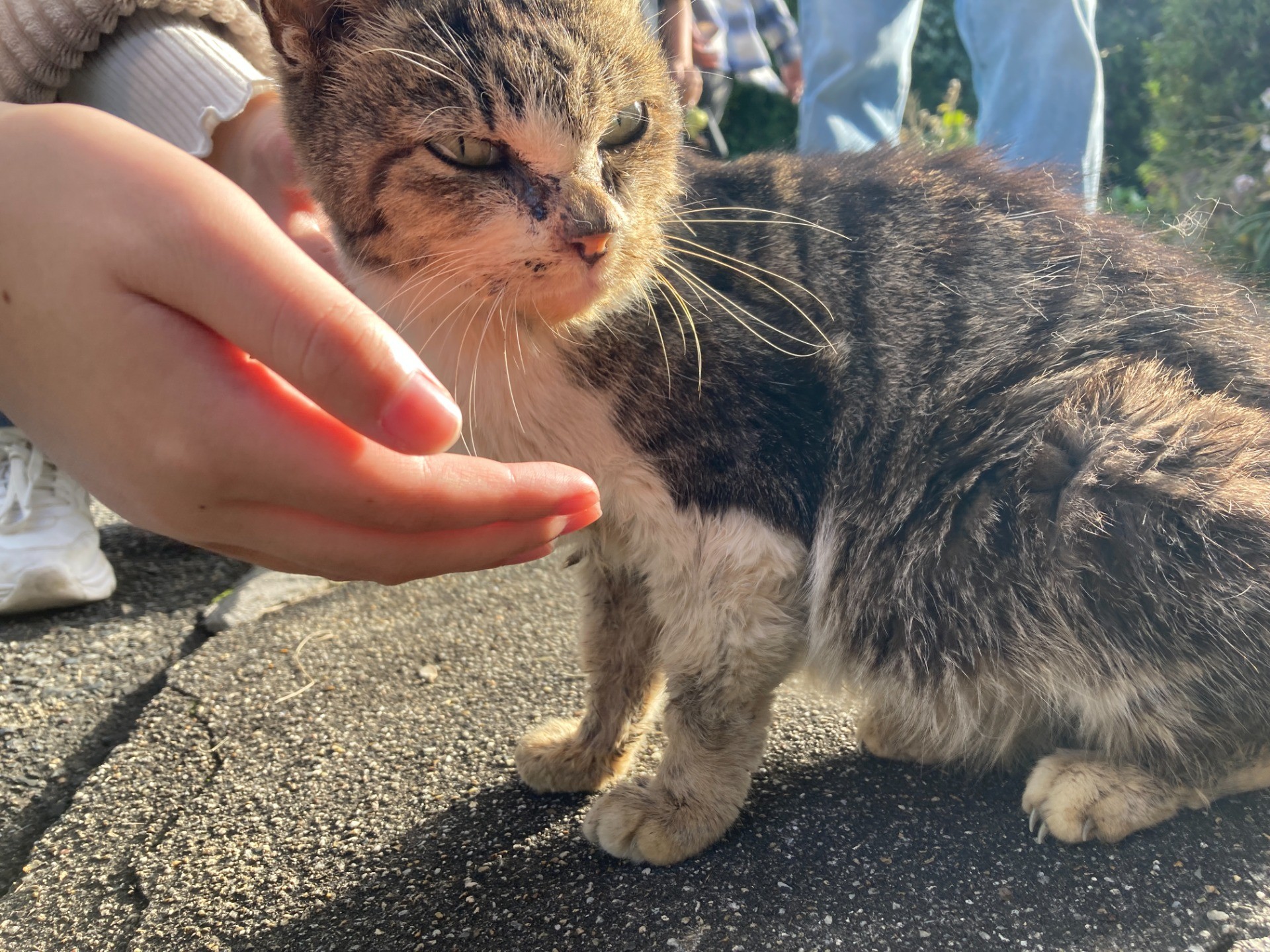 花より団子、紅葉より猫